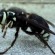 900x506xBald-Faced-Hornet-Image-1024x576.jpg.pagespeed.ic.pjVFNHYnbI